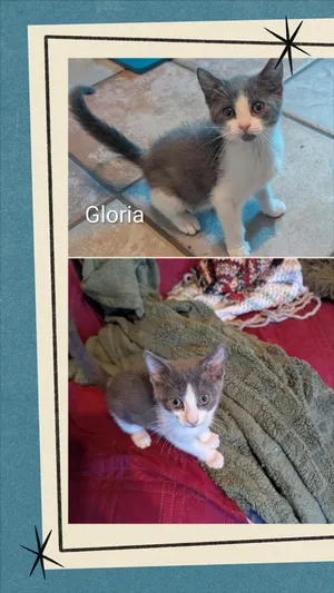 Gloria