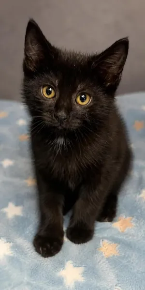 Nova