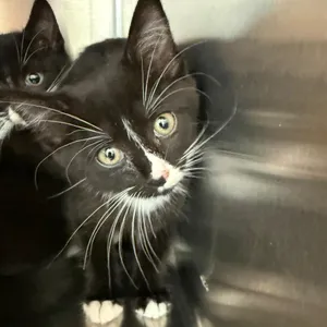 Zephyr Kitten Woods_2_3