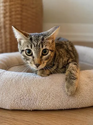 Lynx
