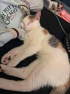 Rhaenyra (Athena)