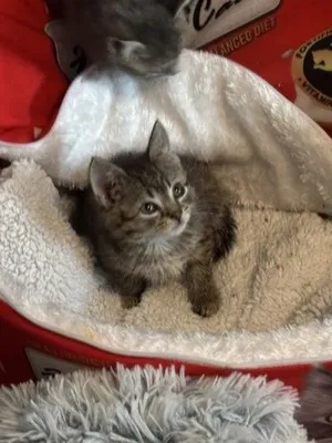 Kiwi