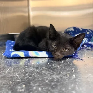 Salem