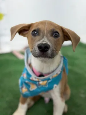 Atticus-One of our Amazing Rescue Dogs