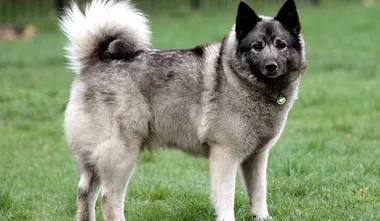 Norwegian Elkhound