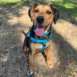 Roscoe