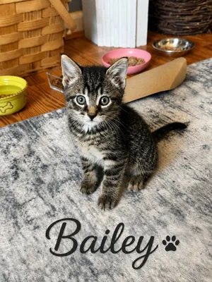 Bailey