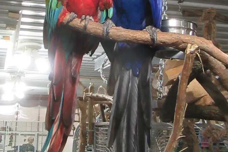 Iowa Parrot Rescue