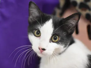 Oreo