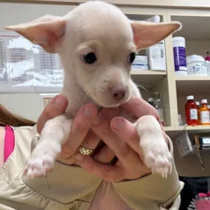 Crumpet-In Foster