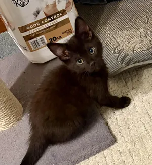 Victor