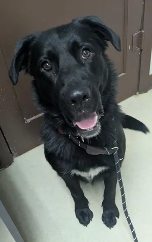 Apollo