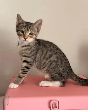 Oliver