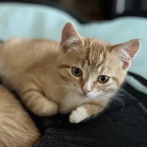 Axel