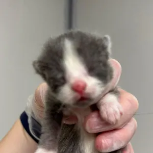 Skippyjon Jones