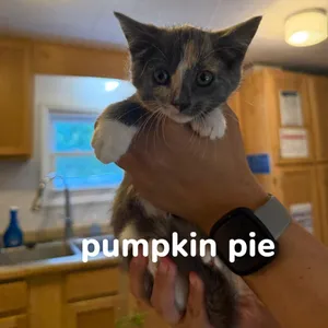 Pumpkin Pie