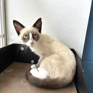 Lip Flip