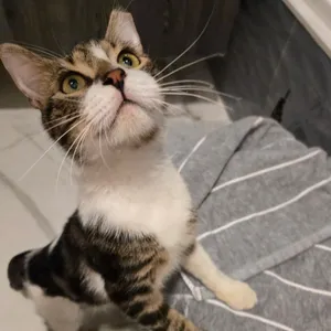 Maximus