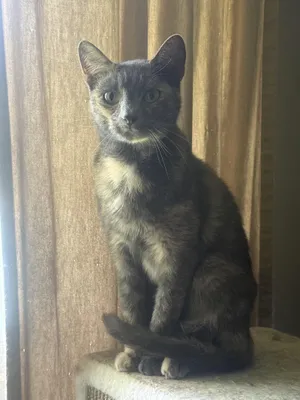 Miss Kitty Boo Boo