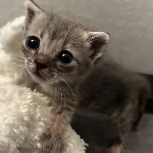 Bernadette