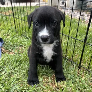 Smokey (C000-253) - City of Industry Location *Available 7/3*