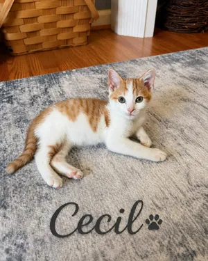Cecil