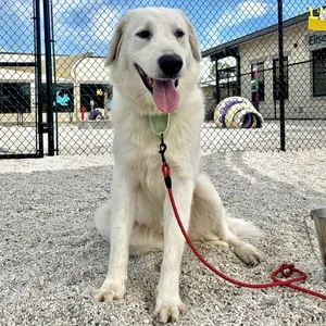 Lumi