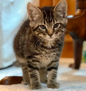 Angelica