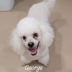 George