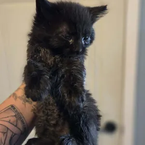 Paisley