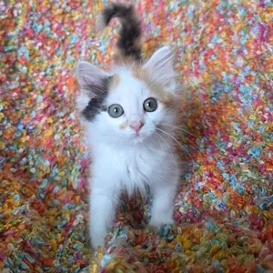 Delilah