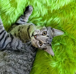 Kuzko