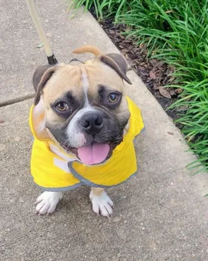 Koi the Mini Boxer and Happiest Boy