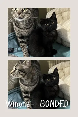 Winona- BONDED PAIR