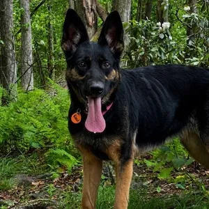 Rosie (26-246)