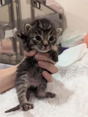 Meowriana Grande
