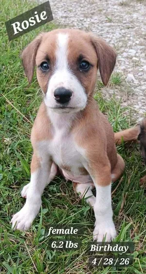 Rosie