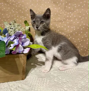 Henrietta