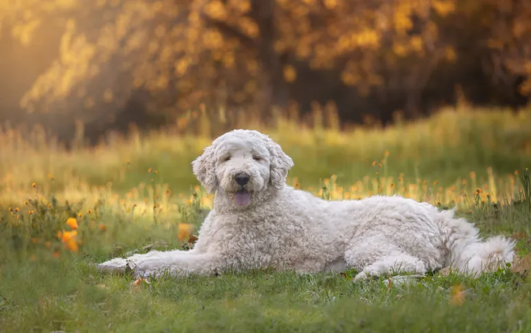 10 Top Popular Poodle Mixes Breeds Of 2026