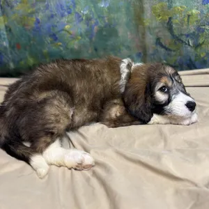 Cannoli