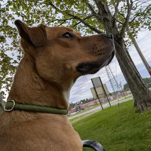 Willow May