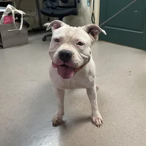Lulu