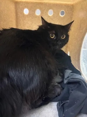MEOWLYSSA