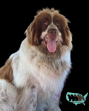 Rosie