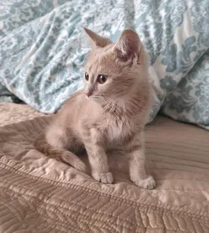 Peanut