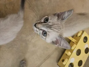Desidora