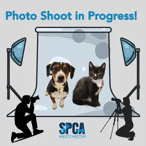 Smokie *available for adoption, in foster*