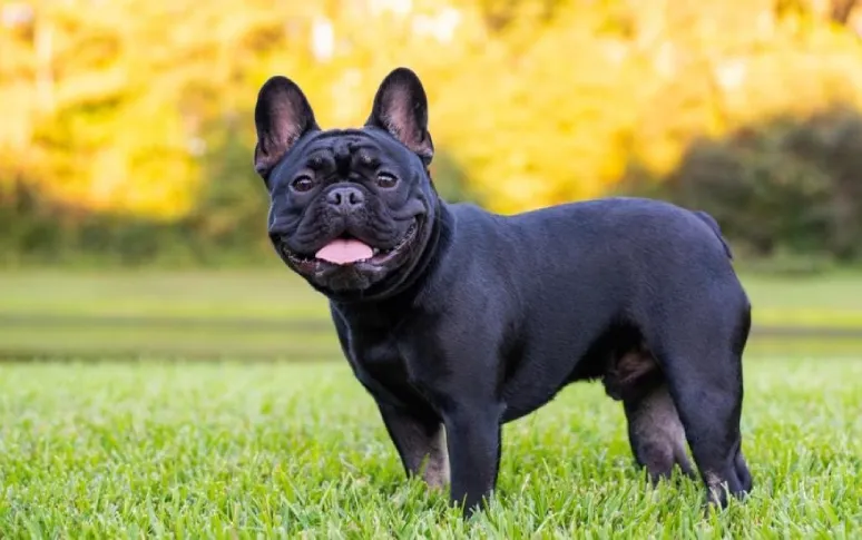 The Top 11 Small Dog Breeds Perfect for Limited Space