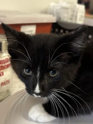 Huey