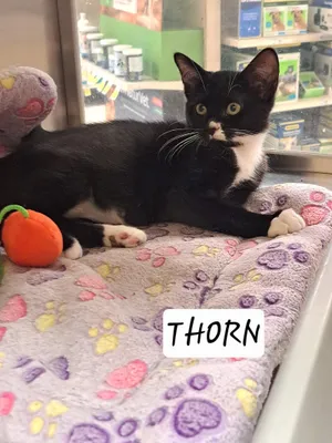 Thorn (FCID# 06/23/2026 - 18 Brandywine PS)